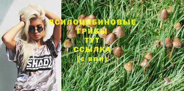 крисы Магас